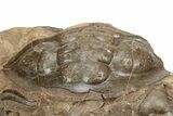 Very Rare Scabrella Trilobite With Pos/Neg - Lghaft, Morocco #225384-5